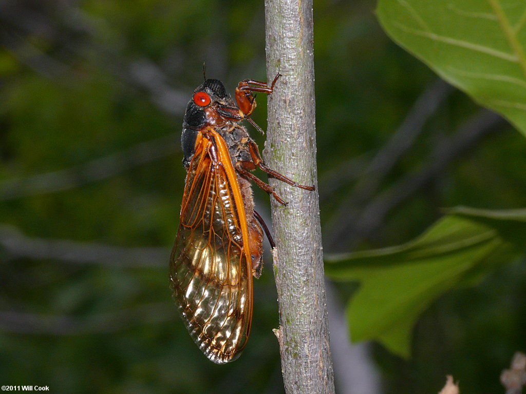 Periodical Cicada (Magicicada spp.)