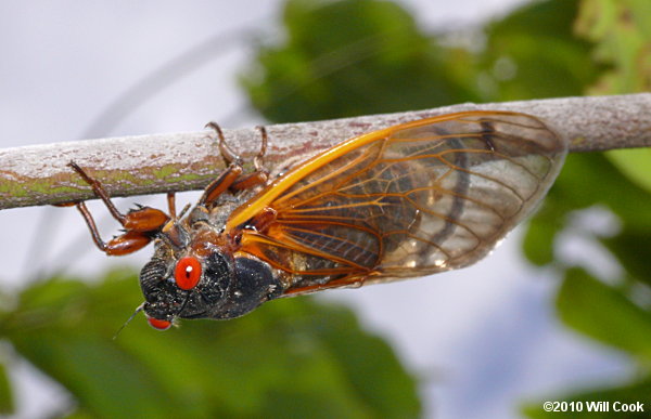 Periodical Cicada (Magicicada spp.)