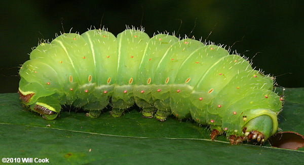 lime green hairy caterpillar