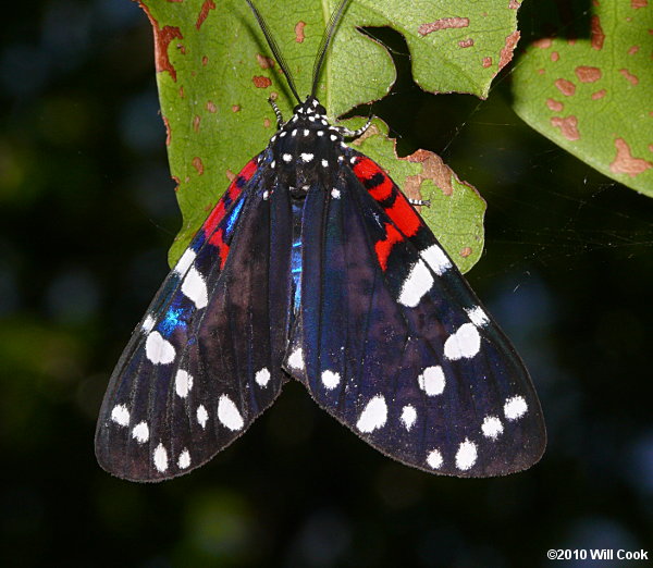black and red moth