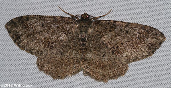 Moths of North Carolina