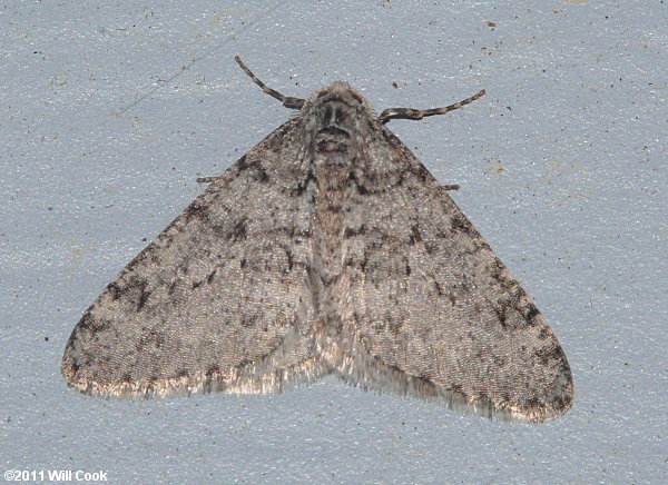 half wing moth