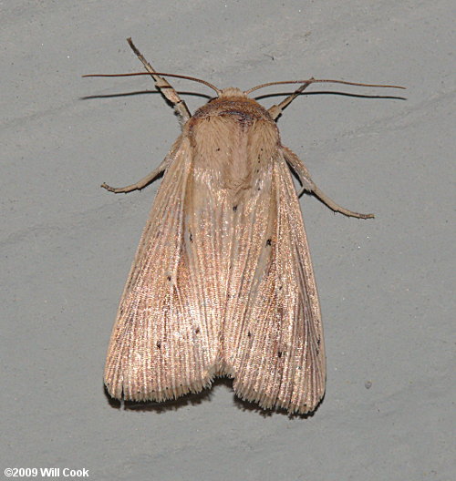 North Carolina and Virginia Moth Photos