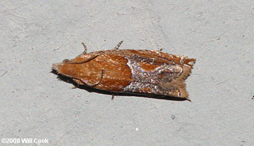 North Carolina and Virginia Moth Photos