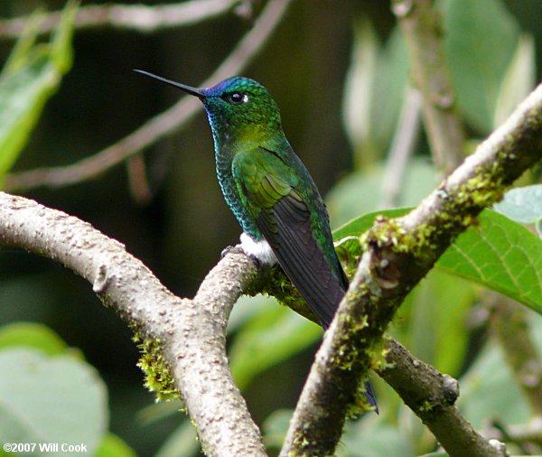 Ecuador Bird Photos - Hummingbirds