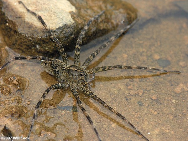 The Amazing Spiders of North Carolina, Homegrown