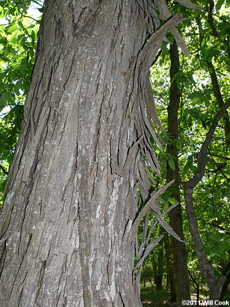 Carolina Shagbark Hickory (Carya carolinae-septentrionalis) bark