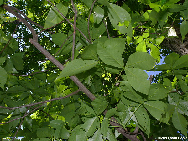 Carolina Shagbark Hickory (Carya carolinae-septentrionalis) leaves