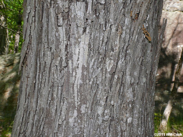 Carolina Shagbark Hickory (Carya carolinae-septentrionalis) bark