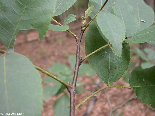 Carolina Shagbark Hickory (Carya carolinae-septentrionalis) twigs