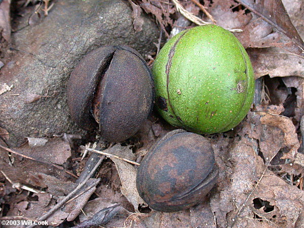 Carolina Shagbark Hickory (Carya carolinae-septentrionalis) nuts